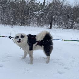 Talina - Yakutian Laika