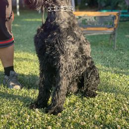 Viper - Giant Schnauzer