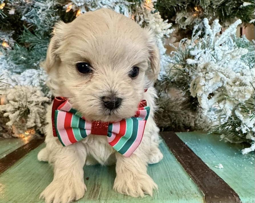 Country Cottage Puppies in Florida | Maltipoo puppies | Good Dog