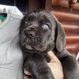 Little Dave - Gray male Cane Corso puppy in El Dorado, Arkansas from Lower Arkansas Cane Corso