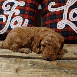 Mollie - Red  female Goldendoodle puppy in Heath, Texas from Doodles Divine
