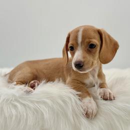 Rosie - Red female Dachshund puppy in Litchfield, Illinois from Charmm Dachshunds