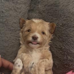 Delilah - Cream female Maltipoo puppy in New Port Richey, Florida from Toy Poodles And Maltese Of Florida