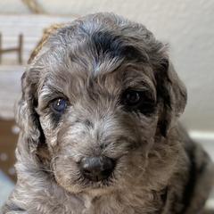 Aussiedoodles and Double Doodles from Amazing Aussiedoodle and Double Doodles