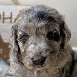 Aussiedoodles and Double Doodles from Amazing Aussiedoodle and Double Doodles