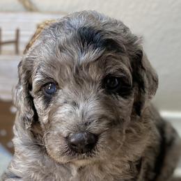 Aussiedoodles and Double Doodles from Amazing Aussiedoodle and Double Doodles