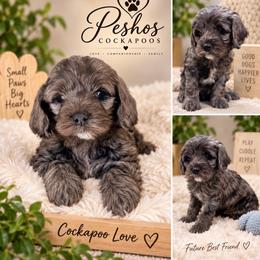 Linda - Merle female Cockapoo puppy in Miami, Florida from Peshos Cockapoos