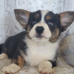 Boy 2 glamour coat - Black and white male Cardigan Welsh Corgi puppy in Huntington Beach, California from Lucky Puppies