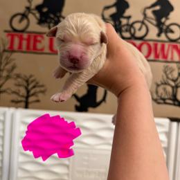 Eleven - Golden female Golden Retriever puppy in Duncan, South Carolina from Glimmer Goldens