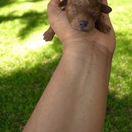 Gypsy - Red  Poodle puppy in Okc, Oklahoma from Diva’s Designer Dogs