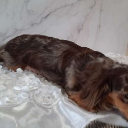 Paisley - Dachshund