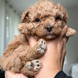 Mal-Shi, Maltese, and Maltipoo Puppies from Joy-fur puppies