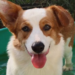 American Corgis and Pembroke Welsh Corgis from Cold Creek Family Farm LLC