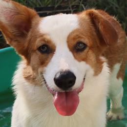 American Corgis and Pembroke Welsh Corgis from Cold Creek Family Farm LLC