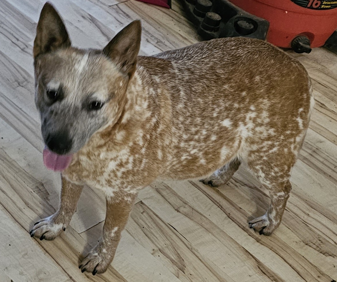 WeRescue - Adopt Louise: Australian Cattle Dog/Blue Heeler in Highland, IL, image size:1178x986