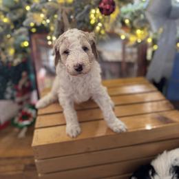 Bernedoodle and Double Doodle Puppies from ETX Dandy Doodle