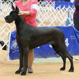 Great Dane All Grown Up from Blackgold Great Danes