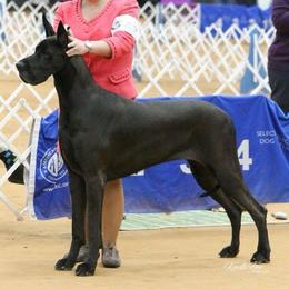 Great Dane All Grown Up from Blackgold Great Danes