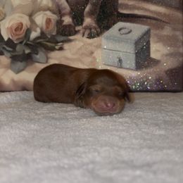 Boy 3 - Chocolate and tan male Dachshund puppy in Saint Paul, Minnesota from Vibrant Eyes Doxies