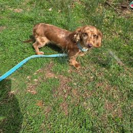 Moogie - Dachshund