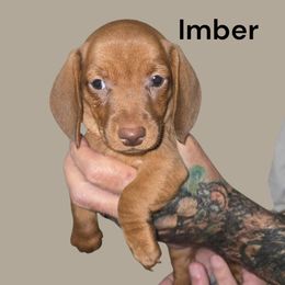 Imber - Red female Dachshund puppy in New Caney, Texas from BouncinMiniWeenies