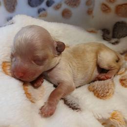 Baylee - Cream male Poodle puppy in Blanch, North Carolina from Faithful Hearts Kennel