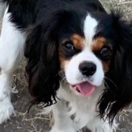 Cavalier King Charles Spaniels from Sweet Baby Cavaliers