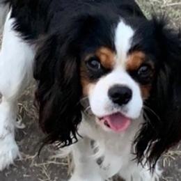 Cavalier King Charles Spaniels from Sweet Baby Cavaliers