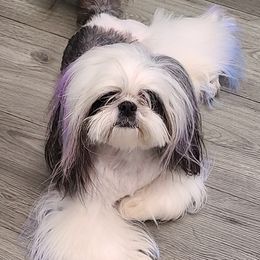 Rayna  - Shih Tzu