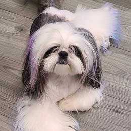 Rayna  - Shih Tzu