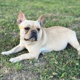 Delilah - French Bulldog