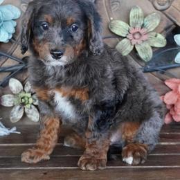 Boy 4 - Blue merle male Aussiedoodle puppy in Lawton, Oklahoma from Lindsey’s Aussies