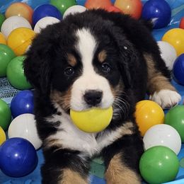 Bernese Mountain Dog Puppies from Jill Stahl Tyler