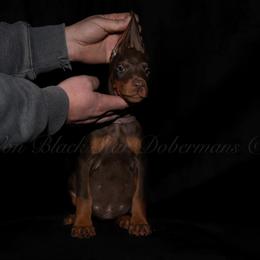 "C litter" Doberman Pinscher Puppies from Black Star Dobermans