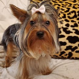 ZuZu - Black and tan Yorkshire Terrier puppy in Sachse, Texas from Ella's Designer Yorkies