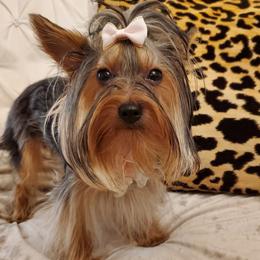 ZuZu - Black and tan Yorkshire Terrier puppy in Sachse, Texas from Ella's Designer Yorkies