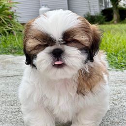 Shih Tzus from Joyden Shih Tzu