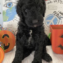 Goldendoodle Puppies from What’s Up Doodles