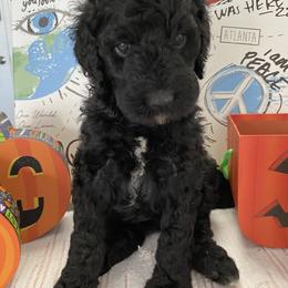 Goldendoodle Puppies from What’s Up Doodles