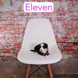 Eleven - Tri-color female Bernedoodle puppy in Calhoun, Georgia from Happy Top Doodles