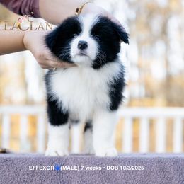EFFEXOR - Black and white male Border Collie puppy in Bryantown, Maryland from Bellaclan Border Collies