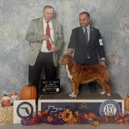 Nova Scotia Duck Tolling Retrievers from RisingSon Nova Scotia Duck Tollers and Bullmastiffs