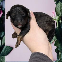 Boy 2 - Black and tan male Cavapoo puppy in Coshocton, Ohio from Forever Family Puppies