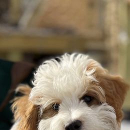 Goldendoodle All Grown Up from Scherrer Sweet Goldendoodles