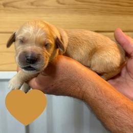 Franklin (Brown) - Golden male Golden Retriever puppy in Cadillac, Michigan from K & M Golden Retrievers