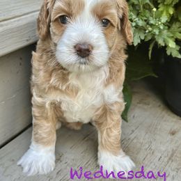 Wednesday, Purple Collar - Apricot female Australian Labradoodle puppy in Mount Gilead, North Carolina from Tillery Labradoodles