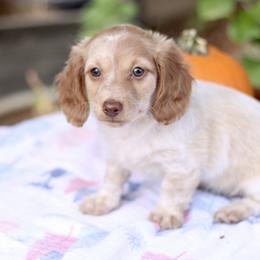 Dachshund Puppies from Prima Dachshunds