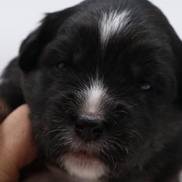 Ventress - Black tri female Miniature Australian Shepherd puppy in Ocala, Florida from Silver River Mini Aussies