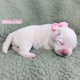 Girl 2 - female Labrador Retriever puppy in Mc Murray, Pennsylvania from Kingridge Kennels