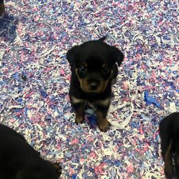 Rottweiler Puppies from Rott Nation Dog Breeding